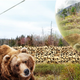 Illustration for article titled A Redesigned Zoo Where Humans Stay Hidden Could Be Better For Animals